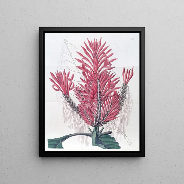 Aphelandria à crête - Sydenham Edwards — framed artwork on a wall