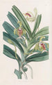 Vanda crêtée - Sydenham Edwards — artwork view