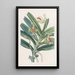 Vanda crêtée - Sydenham Edwards — framed artwork on a wall