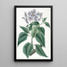 Frisée-leaf Solanum painting - Sydenham Edwards — framed artwork on a wall