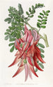 Crimson Glory Poppy - Sydenham Edwards — artwork view
