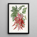 Crimson Glory Poppy - Sydenham Edwards — framed artwork on a wall