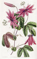 Passionflower Crimson Painting - Sydenham Edwards — artwork view