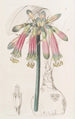 Phaedranassa cramoisie et verte - Sydenham Edwards — artwork view