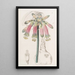 Phaedranassa cramoisie et verte - Sydenham Edwards — framed artwork on a wall