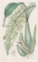 Rodriguezia parfumée et frisée - Sydenham Edwards — artwork view