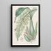 Rodriguezia parfumée et frisée - Sydenham Edwards — framed artwork on a wall