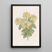 Cytise dalmate - Sydenham Edwards — framed artwork on a wall