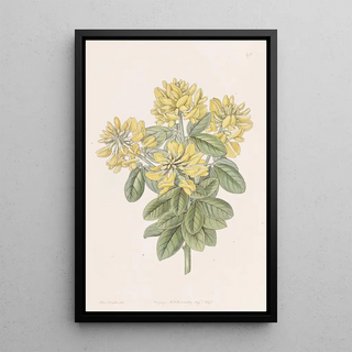 Sydenham Edwards - Dalmatian Laburnum.webp