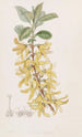 Forsythia vert foncé - Sydenham Edwards — artwork view