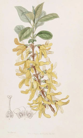 Sydenham Edwards - Dark Green Forsythia.webp