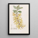 Forsythia vert foncé - Sydenham Edwards — framed artwork on a wall