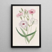 Viscaria with black eyes - Sydenham Edwards — framed artwork on a wall
