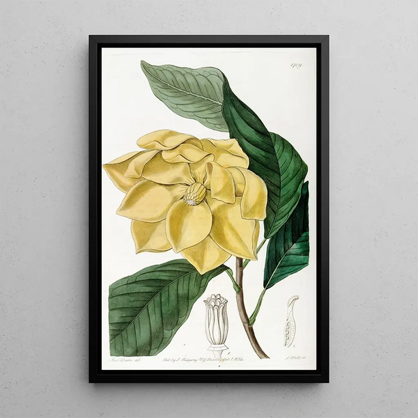 Tree Talaum by De Candolle - Sydenham Edwards — framed artwork on a wall