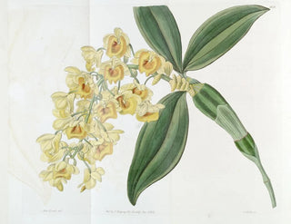 Dendrobium with dense flowers - Sydenham Edwards — artwork view