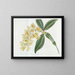 Dendrobium with dense flowers - Sydenham Edwards — framed artwork on a wall