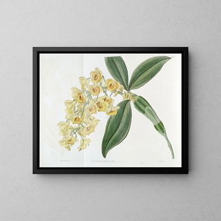 Dendrobium with dense flowers - Sydenham Edwards — framed artwork on a wall