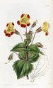 Didynamia Angiospermia - Sydenham Edwards — artwork view