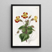 Didynamia Angiospermia - Sydenham Edwards — framed artwork on a wall