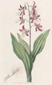 Fairbloom décoloré - Sydenham Edwards — artwork view