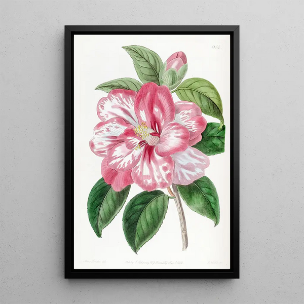 Camellia of Japan by Donckelaer - Sydenham Edwards — framed artwork on a wall