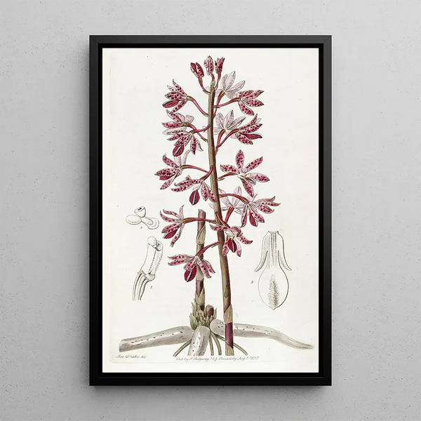 Dipodium tacheté - Sydenham Edwards — framed artwork on a wall
