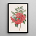 Red Double Azalea Painting - Sydenham Edwards — framed artwork on a wall