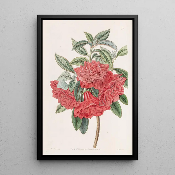 Red Double Azalea Painting - Sydenham Edwards — framed artwork on a wall