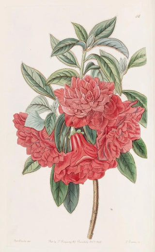 Sydenham Edwards - Double Red Azalea India.webp