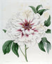 Pivoine arbustive double blanche - Sydenham Edwards — artwork view