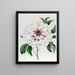 Pivoine arbustive double blanche - Sydenham Edwards — framed artwork on a wall