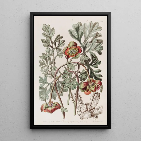 Pivoine californienne de Douglas - Sydenham Edwards — framed artwork on a wall