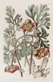 Pivoine californienne de Douglas - Sydenham Edwards — artwork view