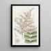 Spirée du Dr Lindley - Sydenham Edwards — framed artwork on a wall