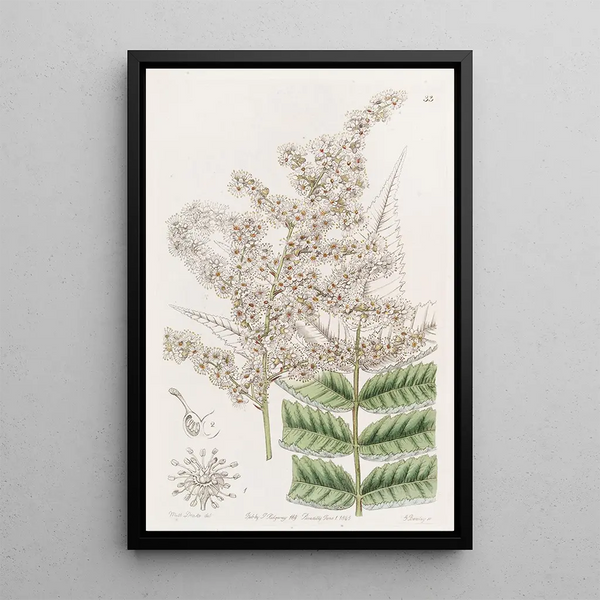 Spirée du Dr Lindley - Sydenham Edwards — framed artwork on a wall