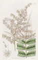 Spirée du Dr Lindley - Sydenham Edwards — artwork view