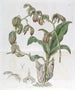 Moucherolle à feuilles penchées - Sydenham Edwards — artwork view