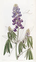 Lupin with Falling Leaves - Sydenham Edwards — artwork view