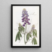 Lupin with Falling Leaves - Sydenham Edwards — framed artwork on a wall
