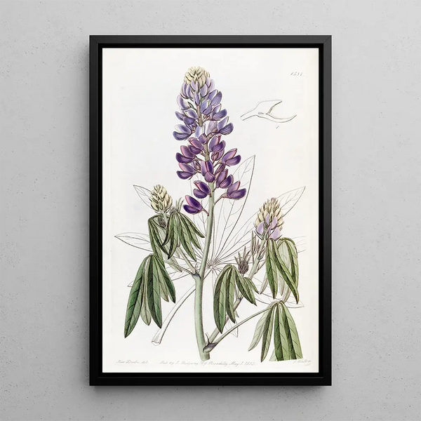 Lupin with Falling Leaves - Sydenham Edwards — framed artwork on a wall