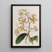 Dendrobium terne - Sydenham Edwards — framed artwork on a wall