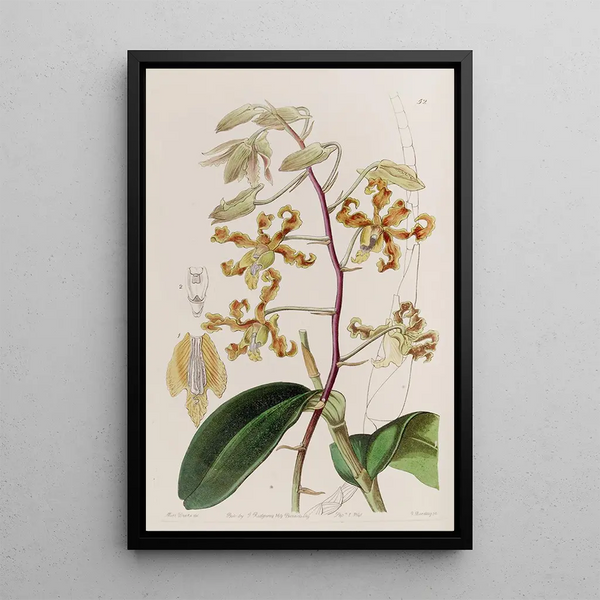 Dendrobium terne - Sydenham Edwards — framed artwork on a wall