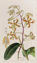 Dendrobium terne - Sydenham Edwards — artwork view