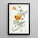 Chryseis naine - Sydenham Edwards — framed artwork on a wall