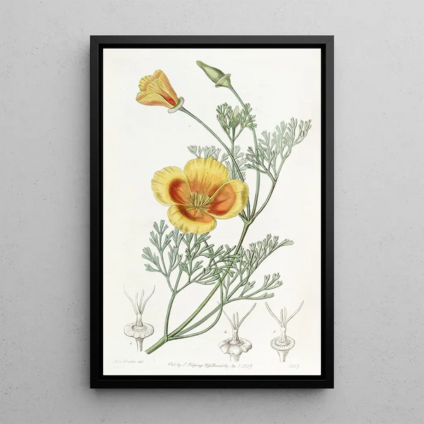 Chryseis naine - Sydenham Edwards — framed artwork on a wall