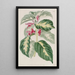 the humorous painting of the East Indies - Sydenham Edwards — framed artwork on a wall