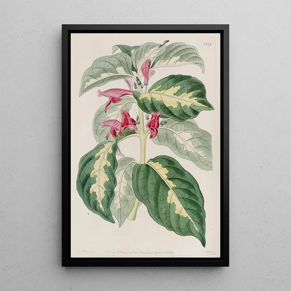 the humorous painting of the East Indies - Sydenham Edwards — framed artwork on a wall