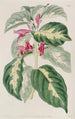 the humorous painting of the East Indies - Sydenham Edwards — artwork view