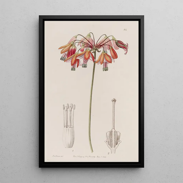 Elegant Bessera - Sydenham Edwards — framed artwork on a wall