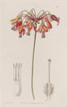 Elegant Bessera - Sydenham Edwards — artwork view